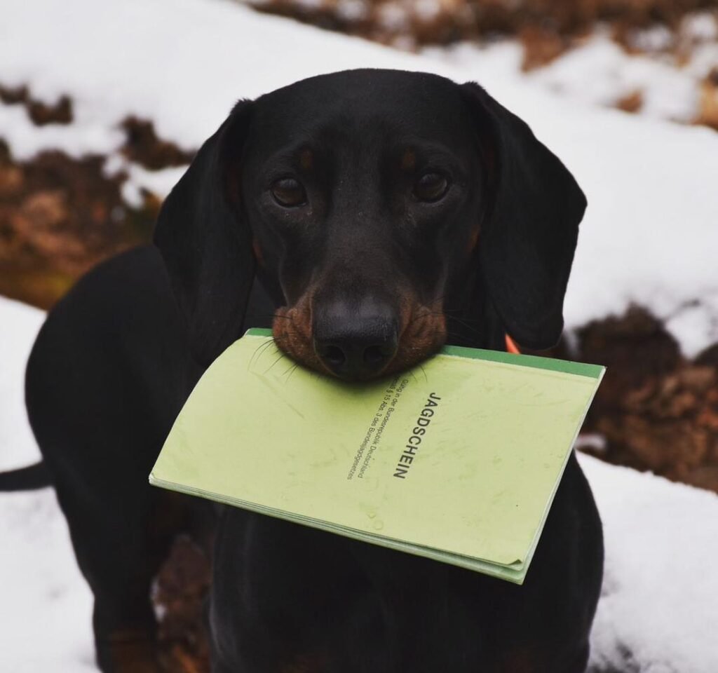 jagdschein kaufen ohne Prüfung